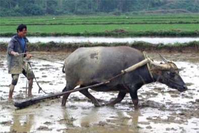 Nông dân, công nhân được xét tặng 'Công dân Thủ đô ưu tú'